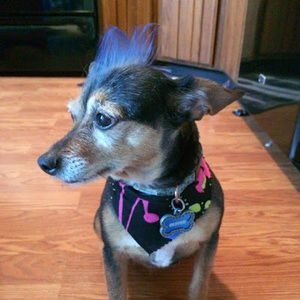 Meet your Posher, Danielle